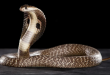species of cobra